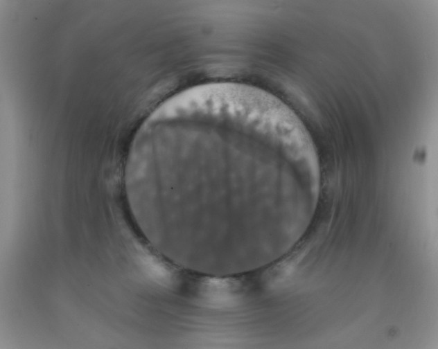 X0000091350277200709071245