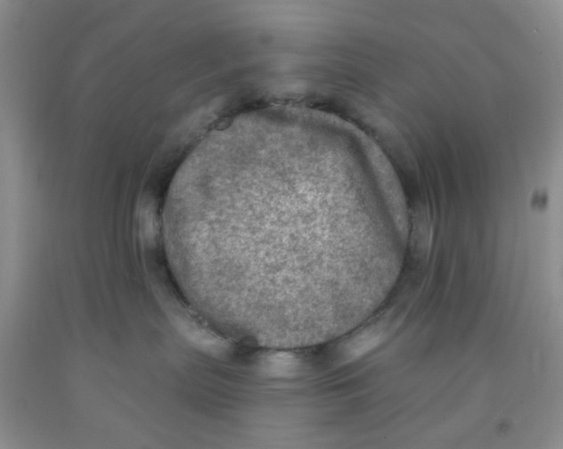 X0000091350287200709071245