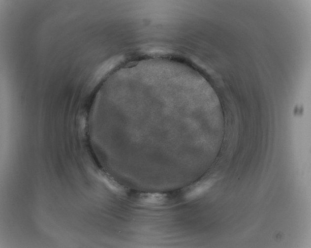 X0000091350288200709071245