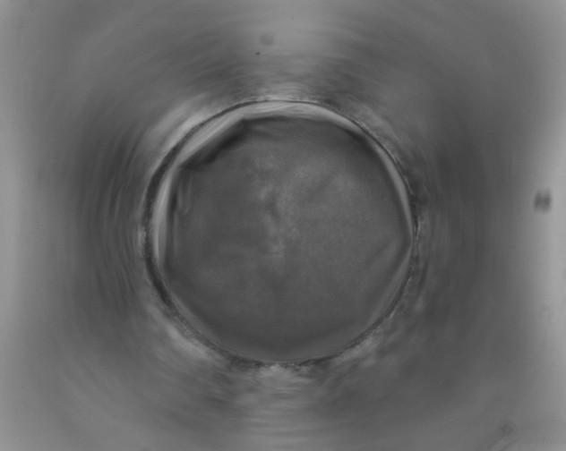 X0000091350290200709071244