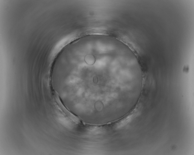 X0000091350293200709071244