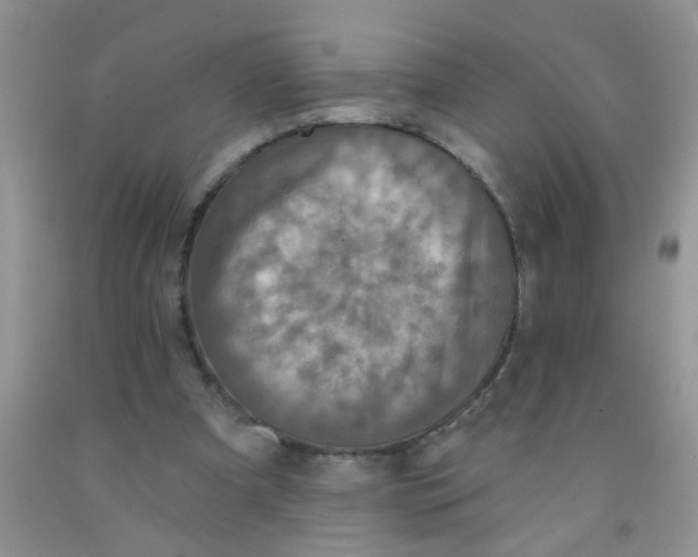 X0000091350297200709071244