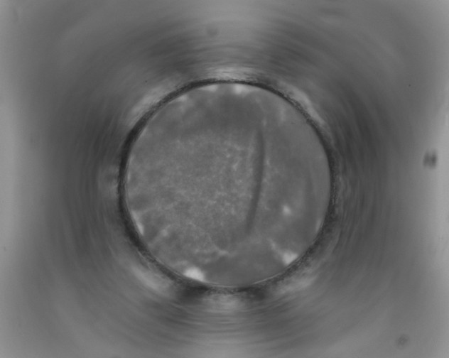 X0000091350299200709071244