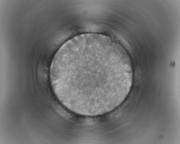 X0000091350305200709071244