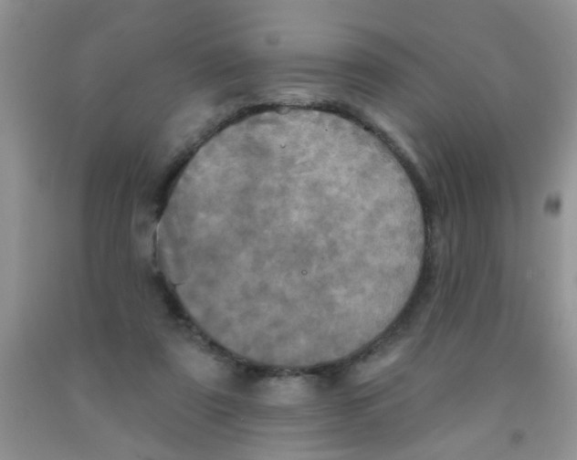 X0000091350307200709071244
