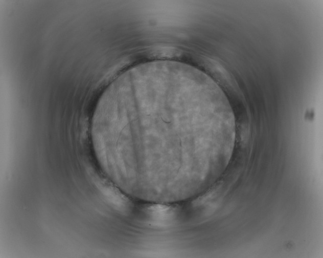 X0000091350326200709071244