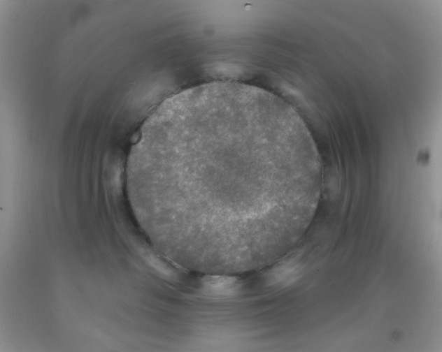 X0000091350334200709071244
