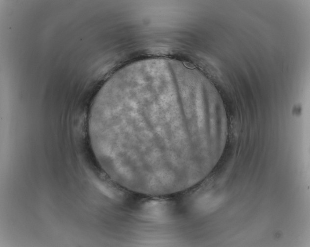 X0000091350364200709071243