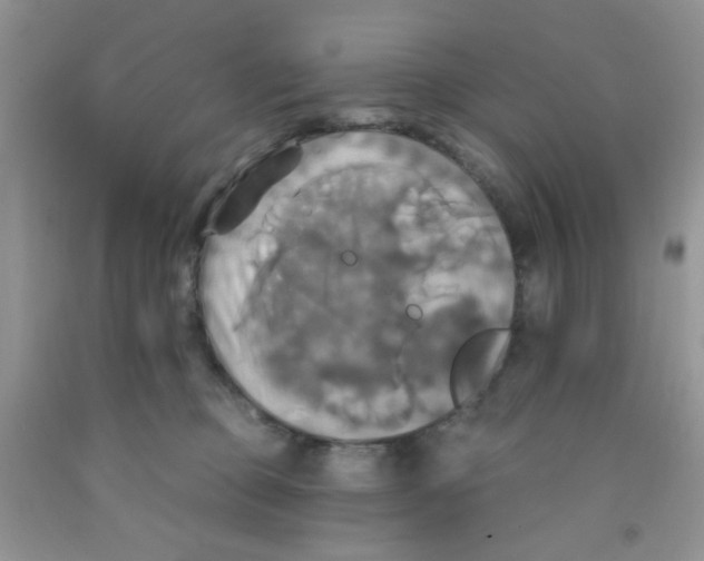 X0000091350373200709071243