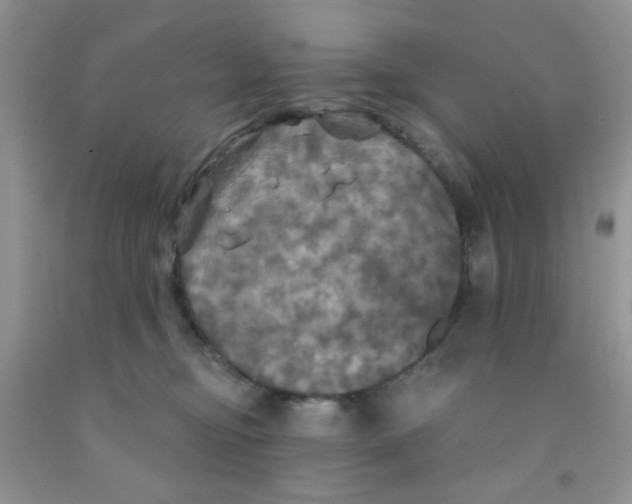 X0000091350374200709071243