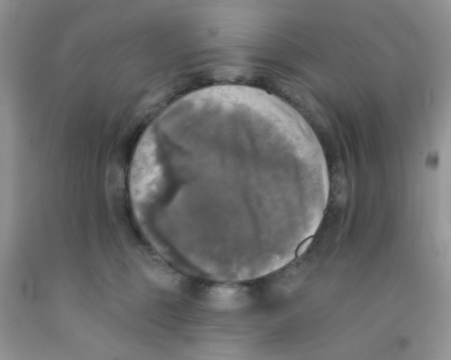 X0000091350375200709071243