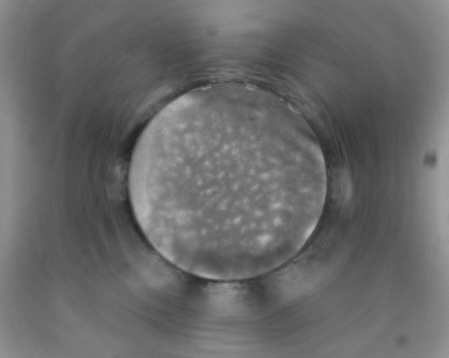 X0000091350378200709071243