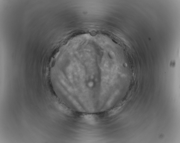 X0000091350417200709071242