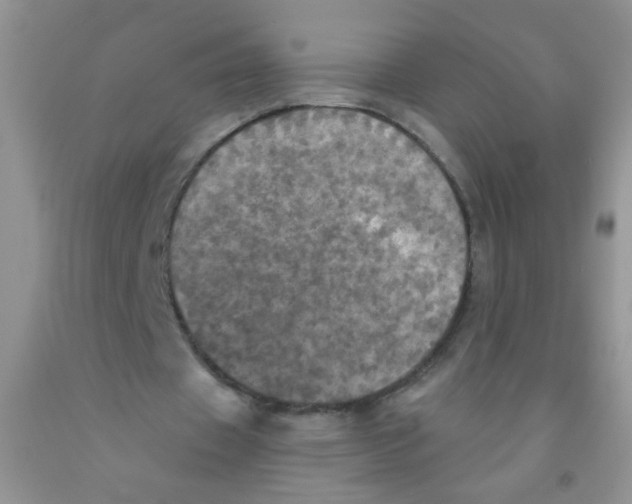 X0000091350433200709071242