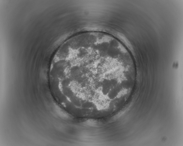 X0000091350441200709071242