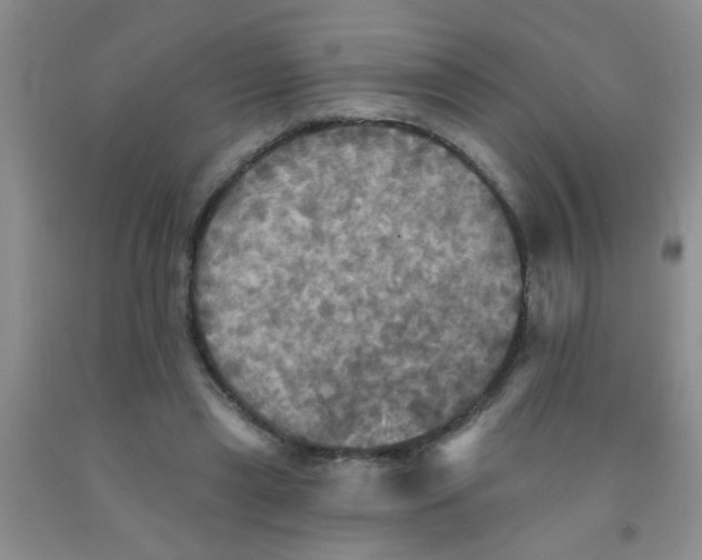 X0000091350445200709071242