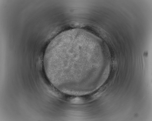 X0000091350460200709071242