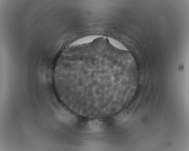 X0000091350470200709071242