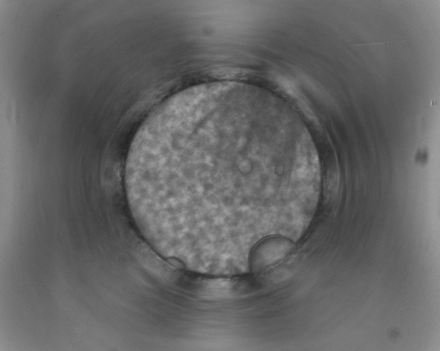 X0000091350473200709071242