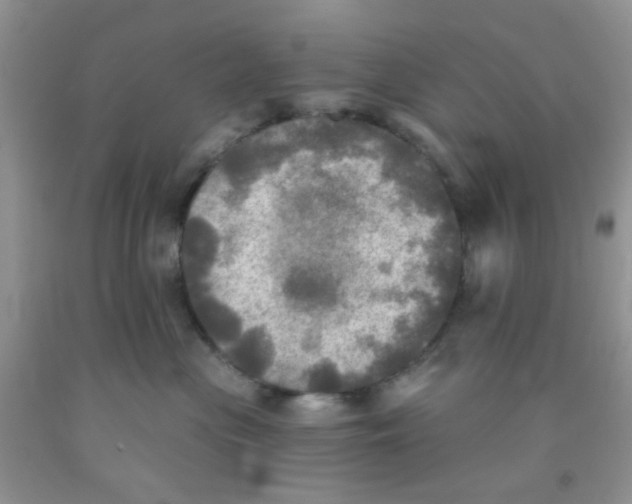 X0000091350477200709071242