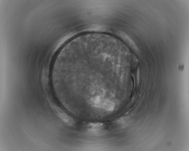 X0000091350484200709071242
