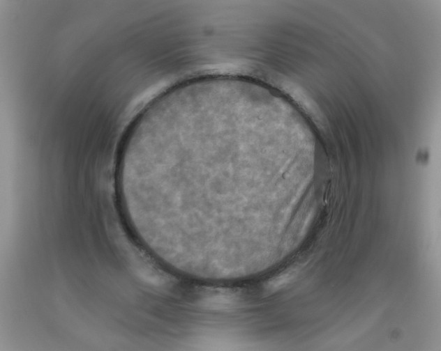 X0000091350486200709071242