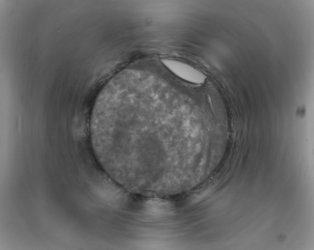 X0000091350515200709071241