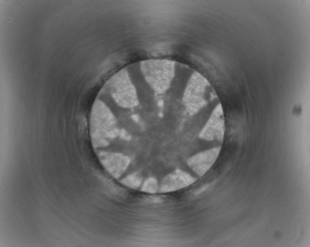 X0000091350523200709071241
