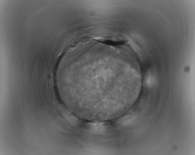 X0000091350524200709071241