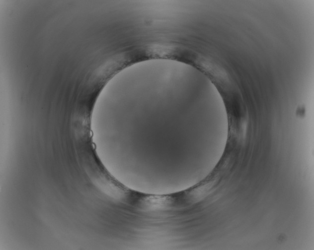 X0000091350526200709071241