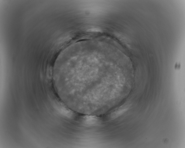 X0000091350528200709071241