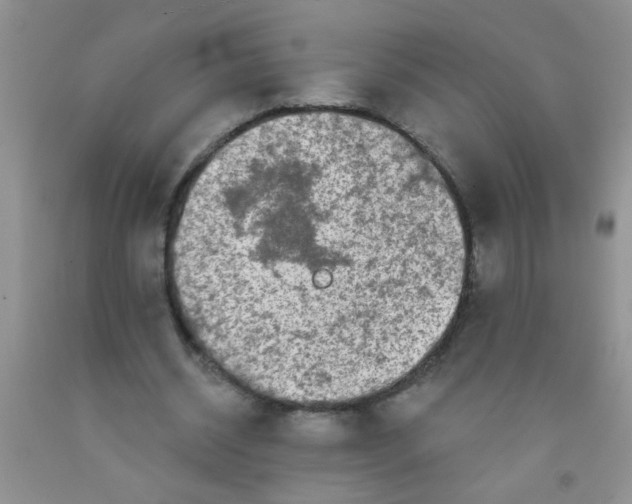 X0000091350534200709071241