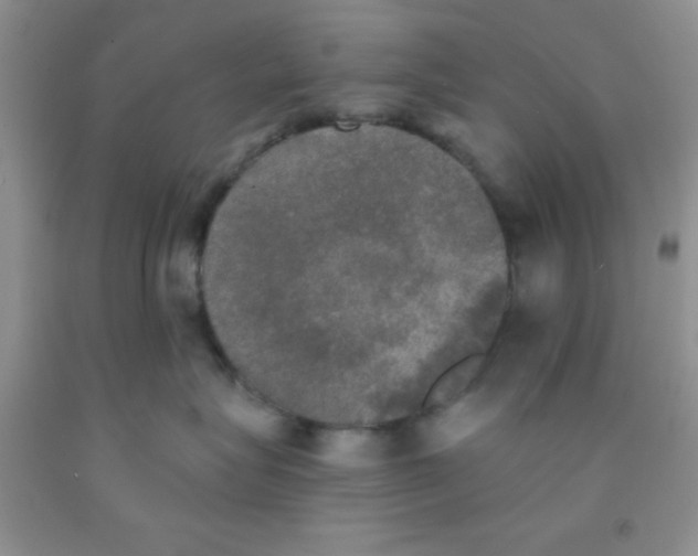 X0000091350575200709071241