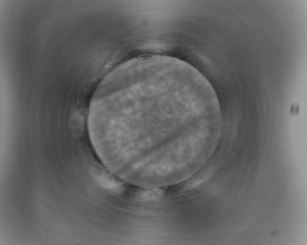 X0000091350576200709071241