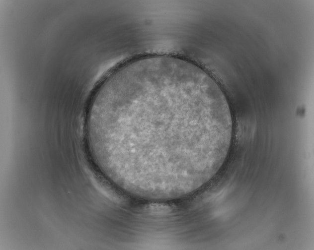 X0000091350636200709071239