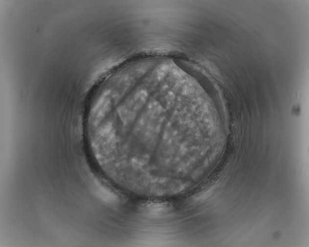 X0000091350638200709071239