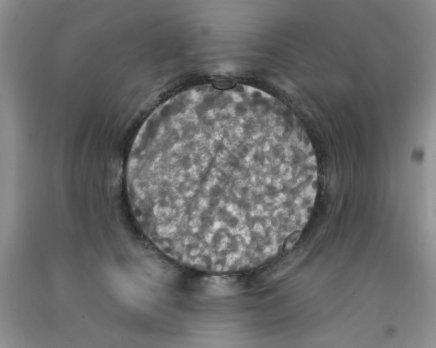 X0000091350660200709071240