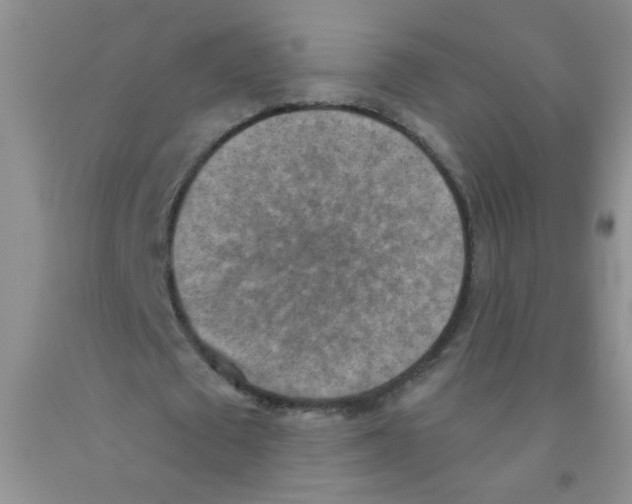 X0000091350673200709071239