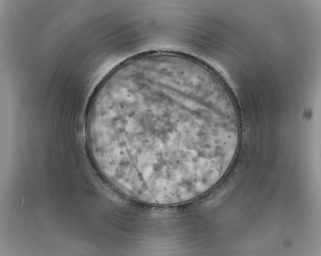 X0000091350887200709071236