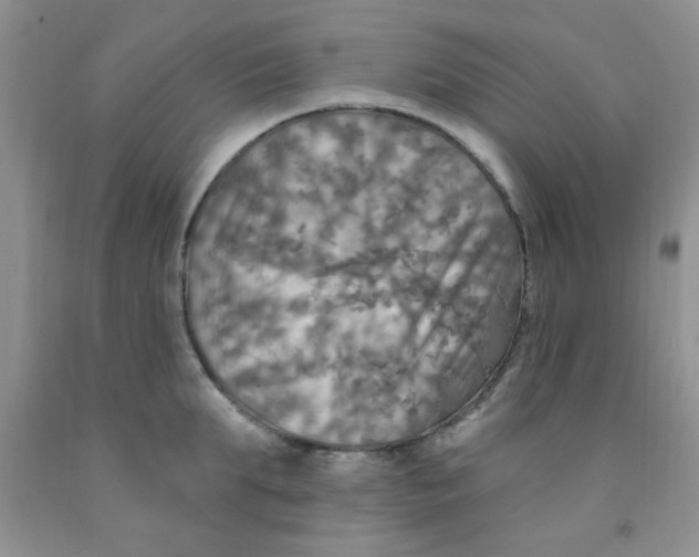 X0000091350903200709071236