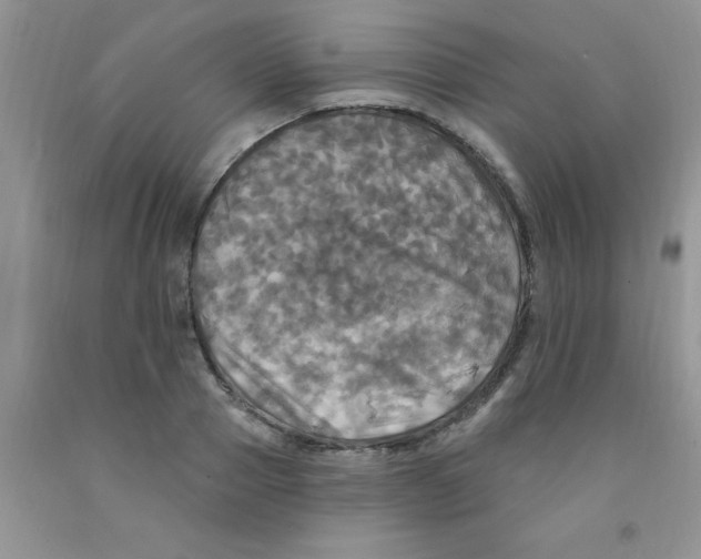 X0000091350937200709071235