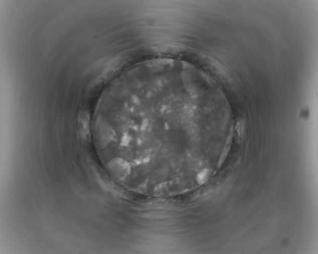 X0000091350963200709071235