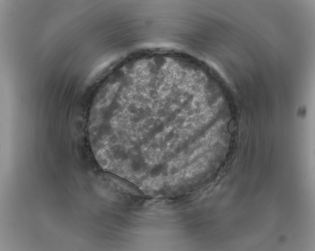 X0000091350967200709071235