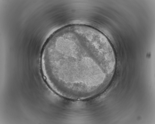 X0000091350992200709071235