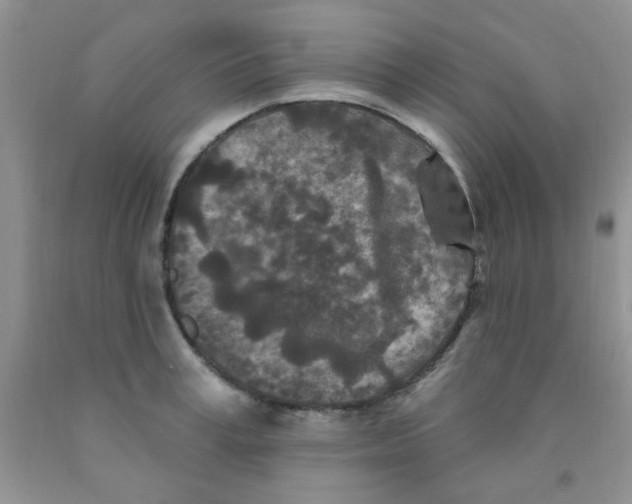 X0000091350995200709071235