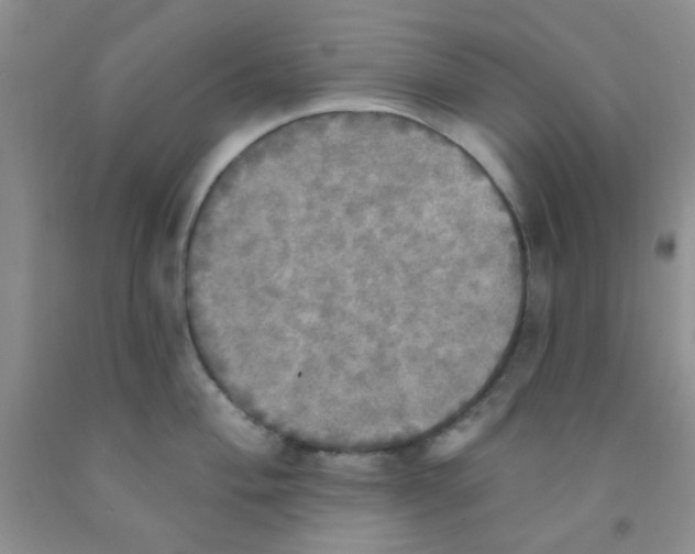 X0000091351004200709071235