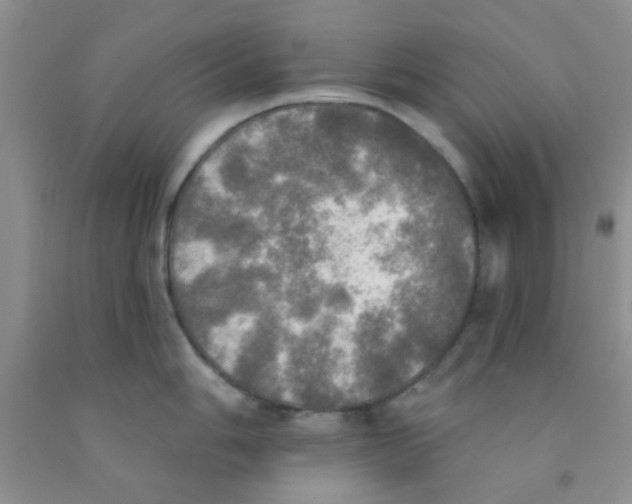 X0000091351006200709071235