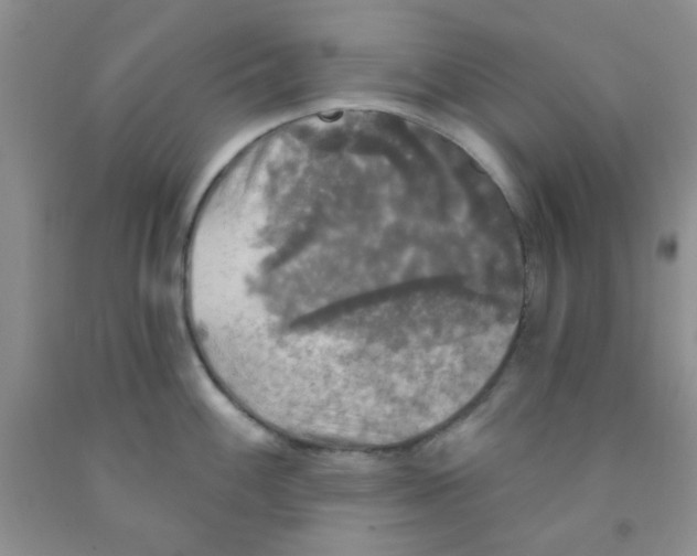 X0000091351100200709071233