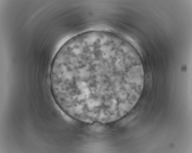 X0000091351103200709071233
