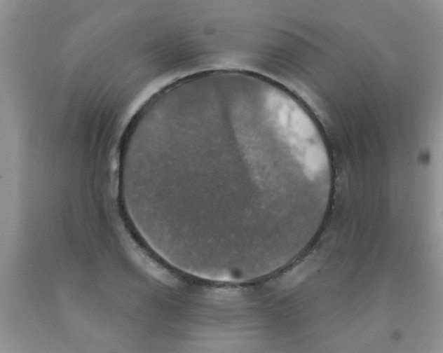 X0000091351126200709071233